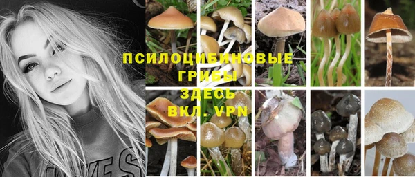 шишки Алзамай